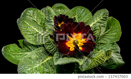 Dark Burgundy Primrose Flower with Yellow Center Center 137437003