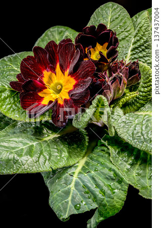 Dark Burgundy Primrose Flower with Yellow Center Center 137437004