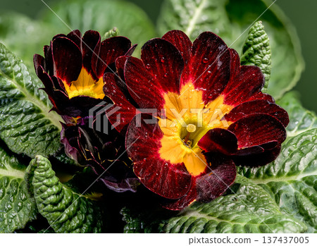 Macro of Dark Burgundy Primrose Flower with Vibrant Yellow Center Macro of Dark Burgundy Primrose Flower with Vibrant Yellow Center 137437005
