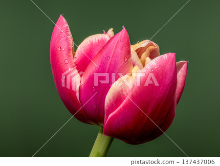 Vibrant Magenta Tulip Flower Bloom With Dew On Green Background Vibrant Magenta Tulip Flower Bloom With Dew On Green Background 137437006