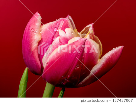 Macro Magenta Tulip Flower With Water Drops On Red Background 137437007
