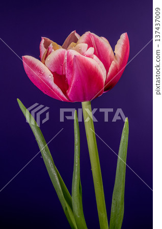 Macro Magenta Tulip Flower With Water Drops On Dark Purple Background Macro Magenta Tulip Flower With Water Drops On Dark Purple Background 137437009