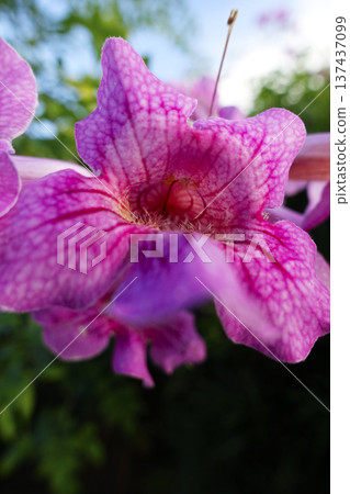Pink flowers of the pink trumpet vine that bloom in November Pink flowers of the pink trumpet vine that bloom in November 137437099