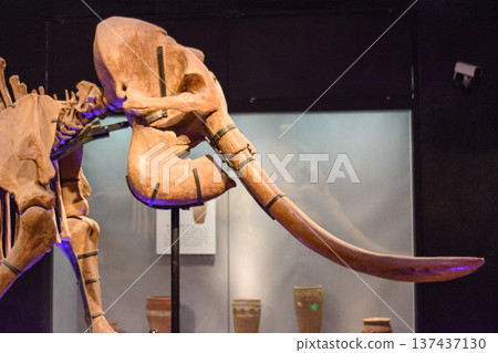 Skeleton of an elephant exhibited in Luoyang Museum in Henan province, China Skeleton of an elephant exhibited in Luoyang Museum in Henan province, China 137437130