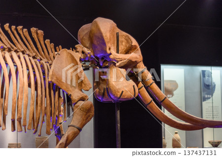Skeleton of an elephant exhibited in Luoyang Museum in Henan province, China Skeleton of an elephant exhibited in Luoyang Museum in Henan province, China 137437131