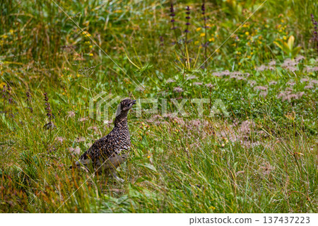 Ptarmigan near Sugoroku hut in the Northern Alps 137437223