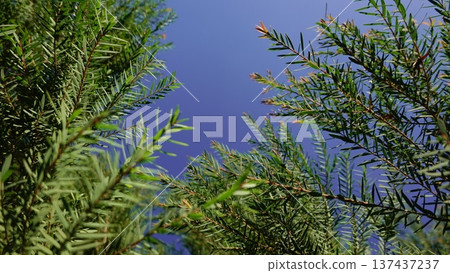 tree, leaf, tea 137437237