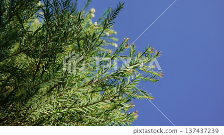 tree, leaf, tea 137437239