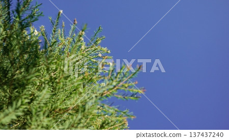 leaf, tea, green 137437240