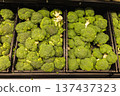 Fresh broccoli displayed in grocery store produce section 137437323