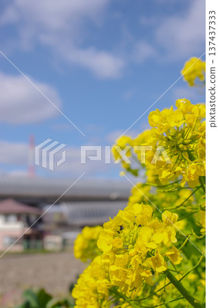 Spring blue sky and rape blossoms copy space (vertical position) 137437333