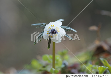 Pretty Eranthis pinnatifida 137437436
