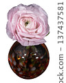 Pale pink ranunculus cutout in a warm-colored vase Pale pink ranunculus cutout in a warm-colored vase 137437581