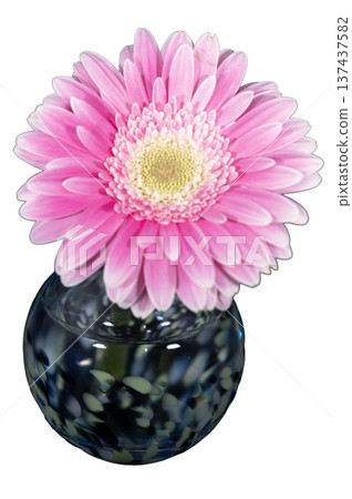 A cut-out gerbera with rich pink petals in a cool-toned vase A cut-out gerbera with rich pink petals in a cool-toned vase 137437582
