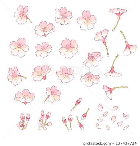 Watercolor style cherry blossom illustration material 137437724