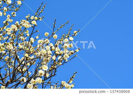 White plum and blue sky 137438008
