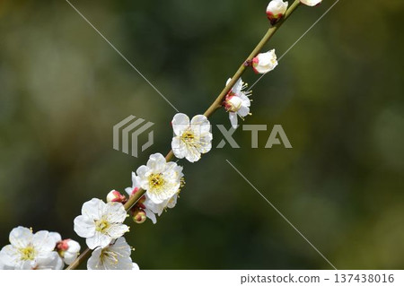 White plum White plum 137438016