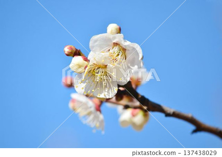 White plum and blue sky 137438029