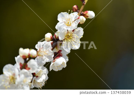 White plum 137438039