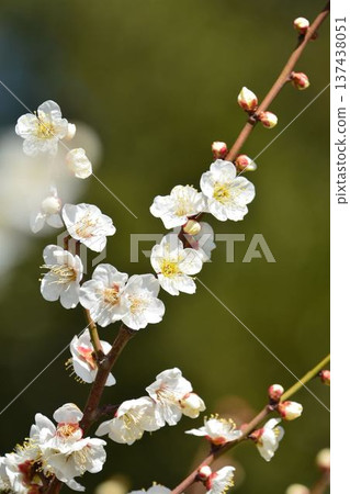 White plum 137438051