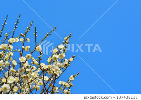 White plum and blue sky White plum and blue sky 137438113