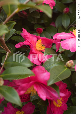 Camellia-like camellia Camellia-like camellia 137438288