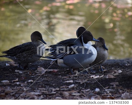 A Northern Pintail standing on the shore A Northern Pintail standing on the shore 137438300