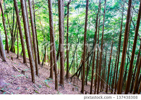 山中的樹木和陡峭的山坡 [山林圖片] 137438308