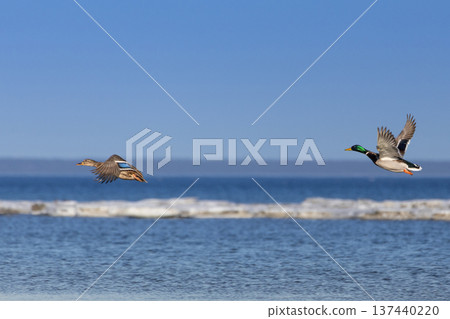 two ducks flying over water two ducks flying over water 137440220