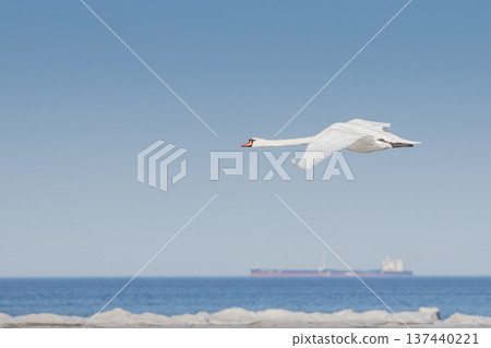Single white swan bird in fly. 137440221