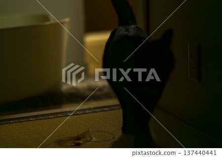 黑貓 137440441