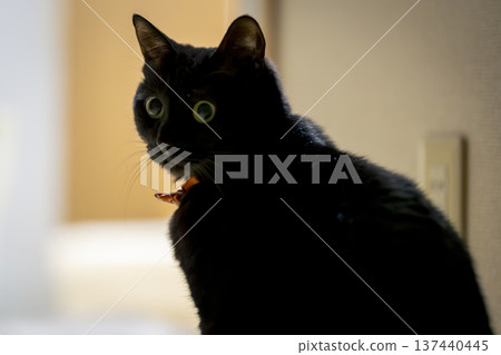 黑貓 137440445