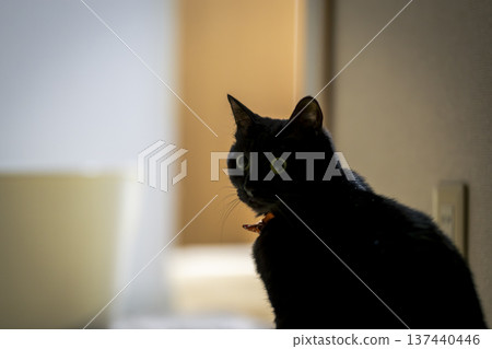 黑貓 137440446