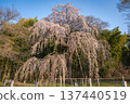 埼玉縣桶川市福門寺的垂枝櫻花樹（約190年樹齡） 137440519