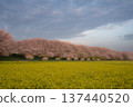 埼玉縣佐手市的權賢堂櫻堤櫻花和油菜花田 137440520