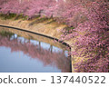 埼玉縣九岐市鷲宮町，河津櫻花及其倒映在青堀川水面上的美景 137440522