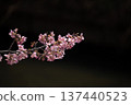 黑色背景上的河津櫻花（位於埼玉縣九岐市青蔥堀川沿岸） 137440523