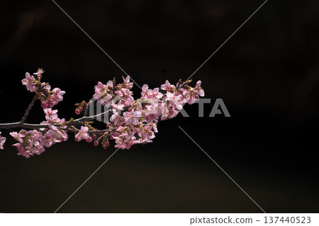 Kawazu cherry blossoms against a black background (along the Aogehori River, Kuki City, Saitama Prefecture) 137440523