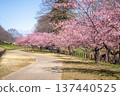 河津櫻花在權賢堂（埼玉縣佐手市）的步道上盛開 137440525