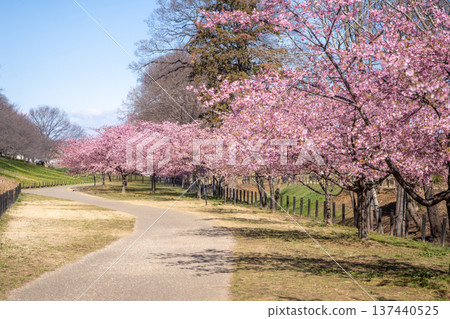Kawazu cherry blossoms blooming on the promenade at Gongendo (Satte City, Saitama Prefecture) Kawazu cherry blossoms blooming on the promenade at Gongendo (Satte City, Saitama Prefecture) 137440525