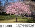 春天盛開的河津櫻花（埼玉縣佐手市權善苑） 137440526