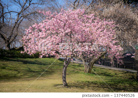 Kawazu cherry blossoms blooming in spring (Gongendo, Satte City, Saitama Prefecture) 137440526