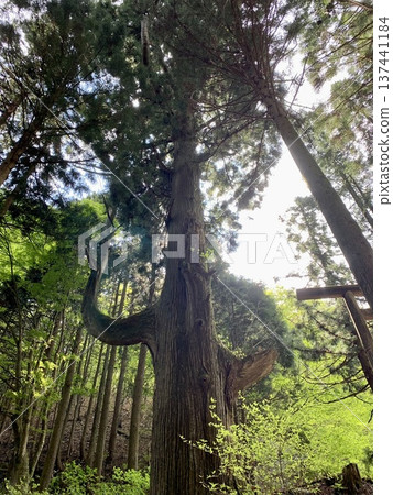 A landscape image of a sacred power spot with an old cedar tree that exudes vitality and unique branching A landscape image of a sacred power spot with an old cedar tree that exudes vitality and unique branching 137441184