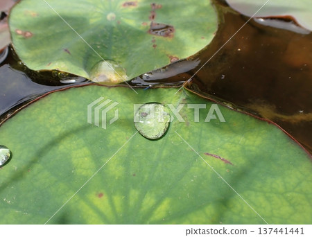蓮花葉子和水滴 蓮花葉子和水滴 137441441