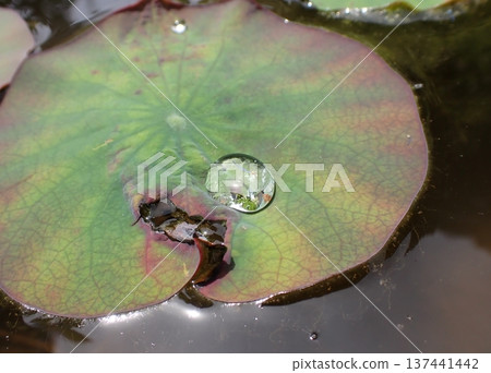 Lotus leaves and water drops Lotus leaves and water drops 137441442