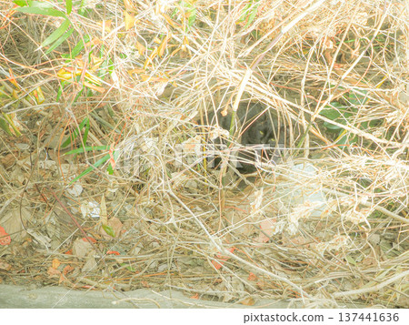 Black cat hiding in the grass 137441636