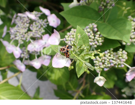 繡球花、小長斑椿象、鎌倉 繡球花、小長斑椿象、鎌倉 137441648