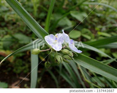 白花吊蘭（Tradescantia reflexa），鎌倉 137441687