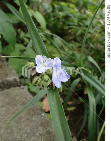Tradescantia reflexa, white flowers, Kamakura 137441688