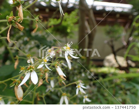 Daimondjisou Kamakura Daimondjisou Kamakura 137441750